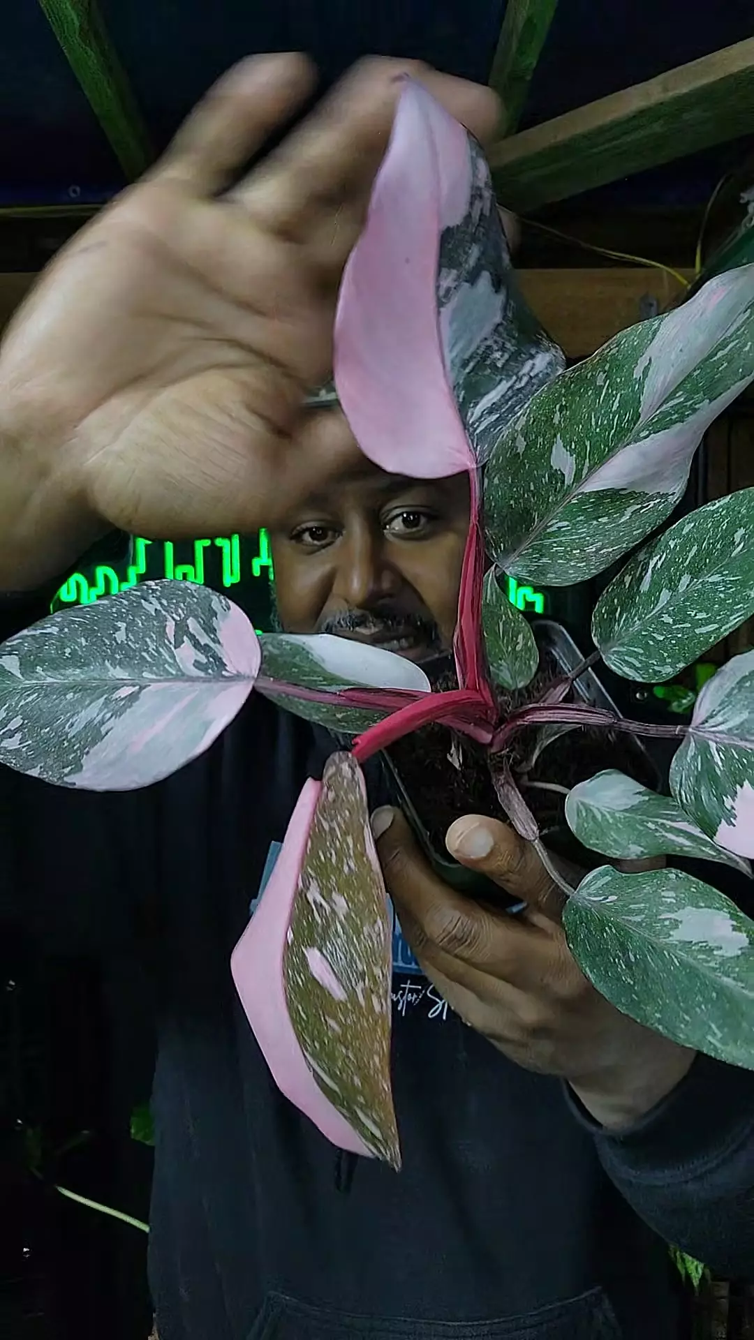 plant/ppp galaxy marble-0