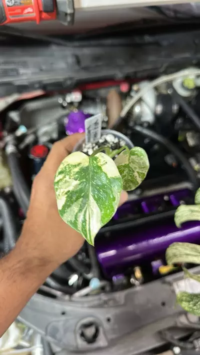 plant/Monstera Thai con 034-0-thumbnail