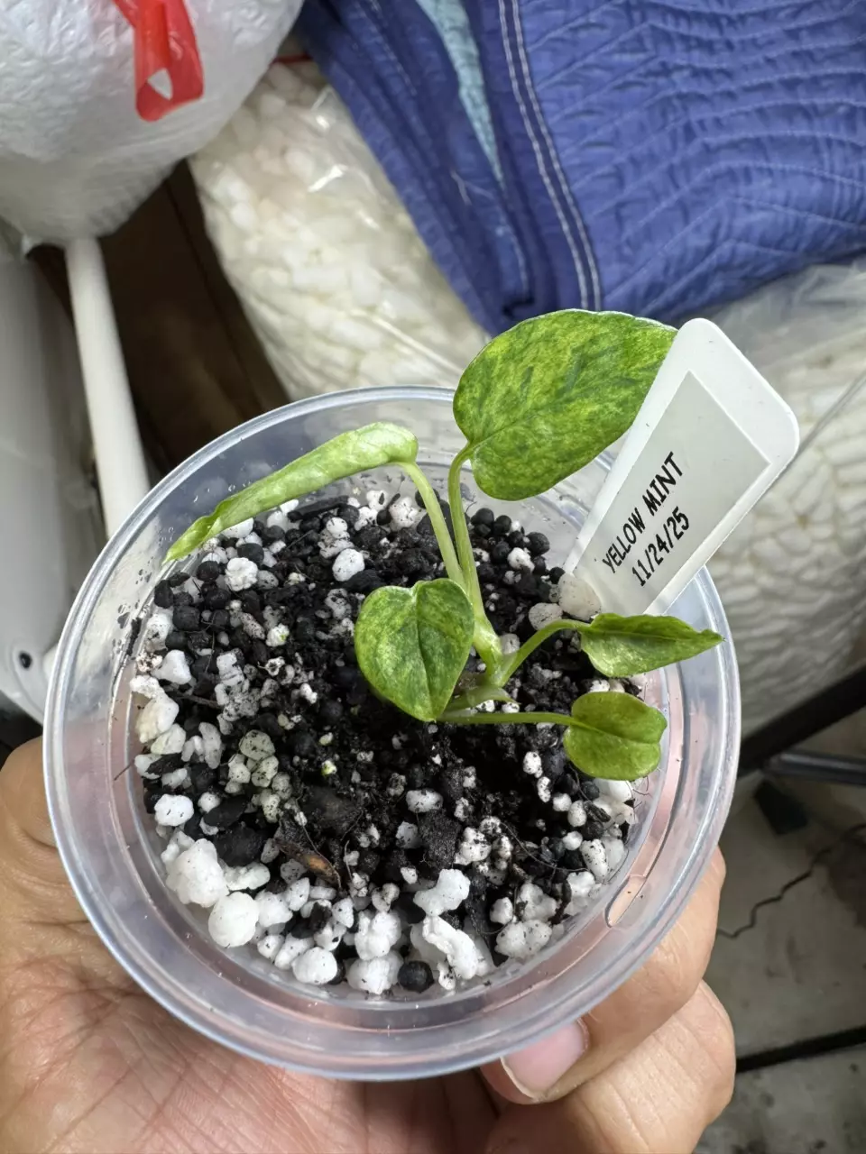 plant/epi yellow mint GC-0