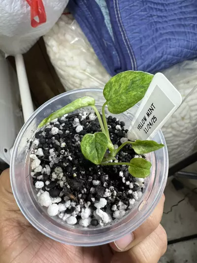 plant/epi yellow mint GC-0-thumbnail