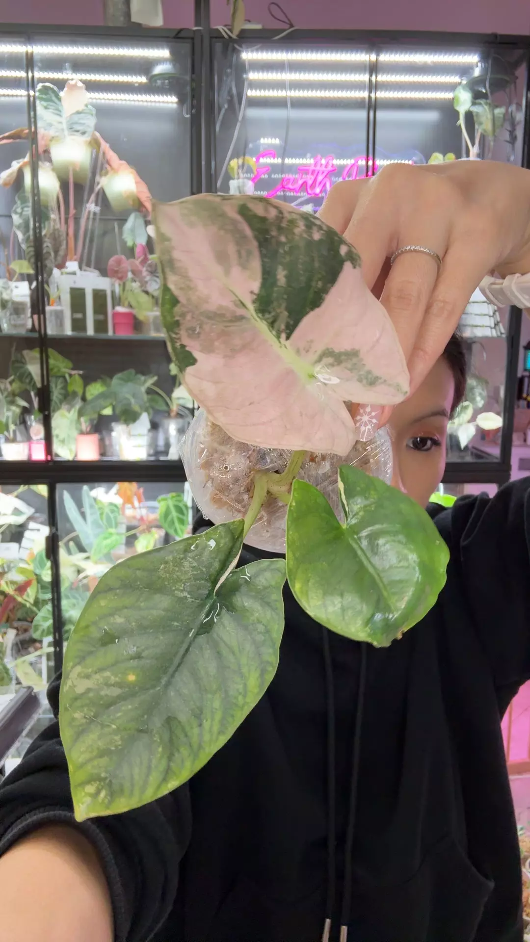 plant/reginea albo pink-0