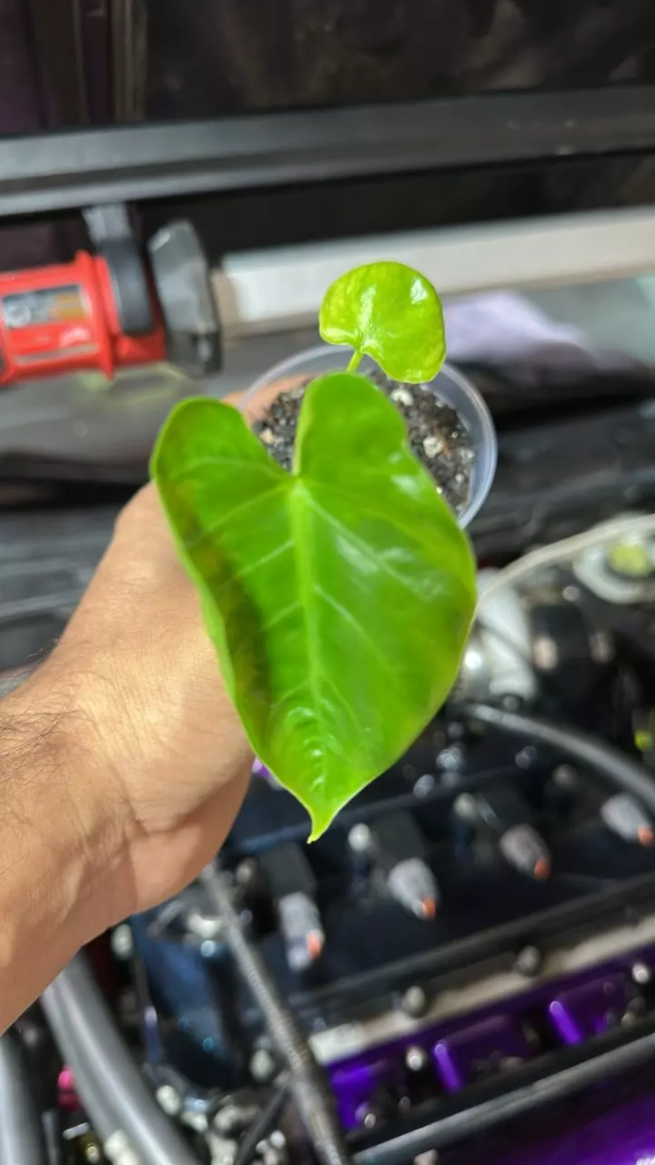 plant/Alo macro albo 0002-0