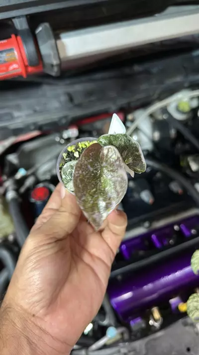 plant/Alo cuprea true pink 0018-0-thumbnail