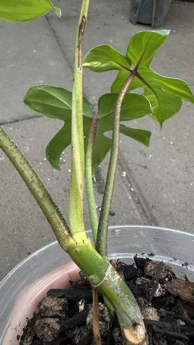 plant/Philodendron Fb x Squamiferum Aurea Variegated-1-thumbnail