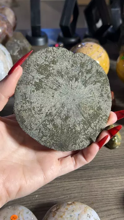 plant/pyrite sun-0-thumbnail