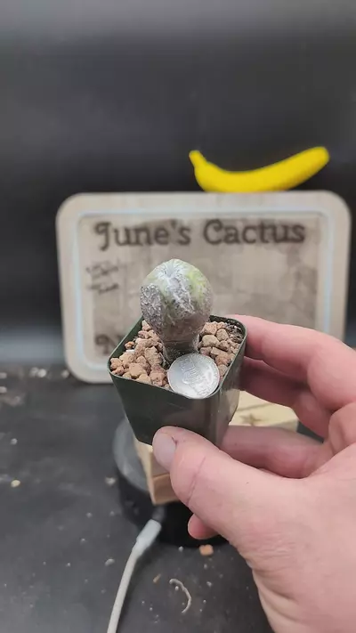 plant/n163 Astro myrio onzuka blind form 2" pot-0-thumbnail