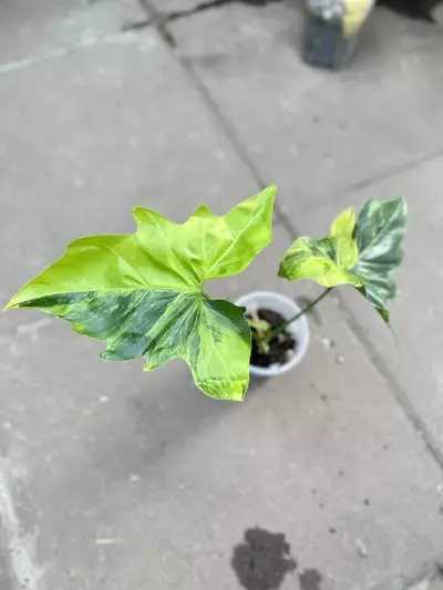 plant/Philodendron Angela Variegated-0-thumbnail