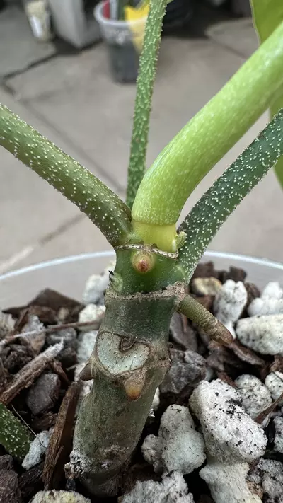 plant/Philodendron Fb x Squamiferum Mint Variegated-1-thumbnail