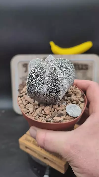 plant/n215 Astro myrio onzuka 4" pot-0-thumbnail