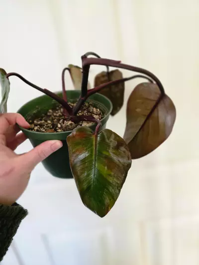 plant/Orange Princess-0-thumbnail