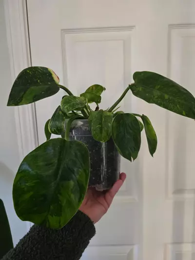 plant/Green Congo Nuclear-0-thumbnail