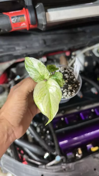 plant/monstera del white monster-0-thumbnail