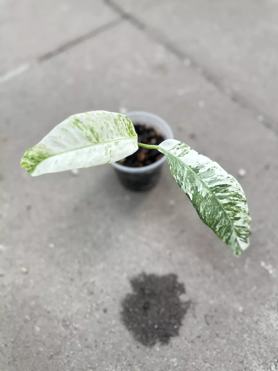 plant/Rhaphidophora Mini-flora Albo-0