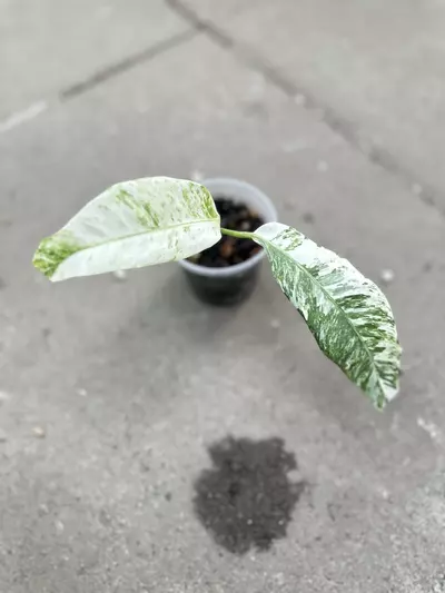 plant/Rhaphidophora Mini-flora Albo-0-thumbnail