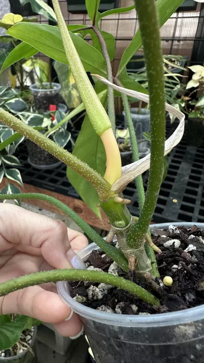 plant/Philodendron Fb x Squamiferum Mint Variegated-2-thumbnail