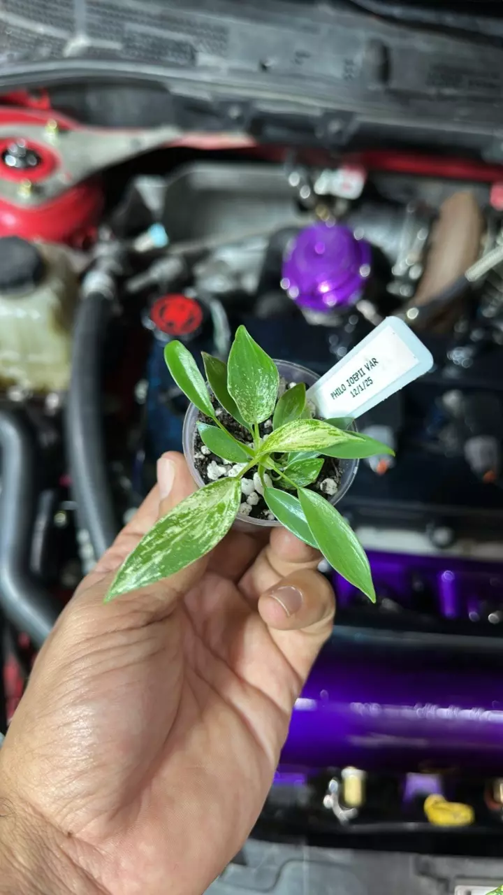 plant/philo joepii var 0420-0