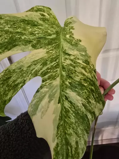 plant/Green Snow Monstera-2-thumbnail