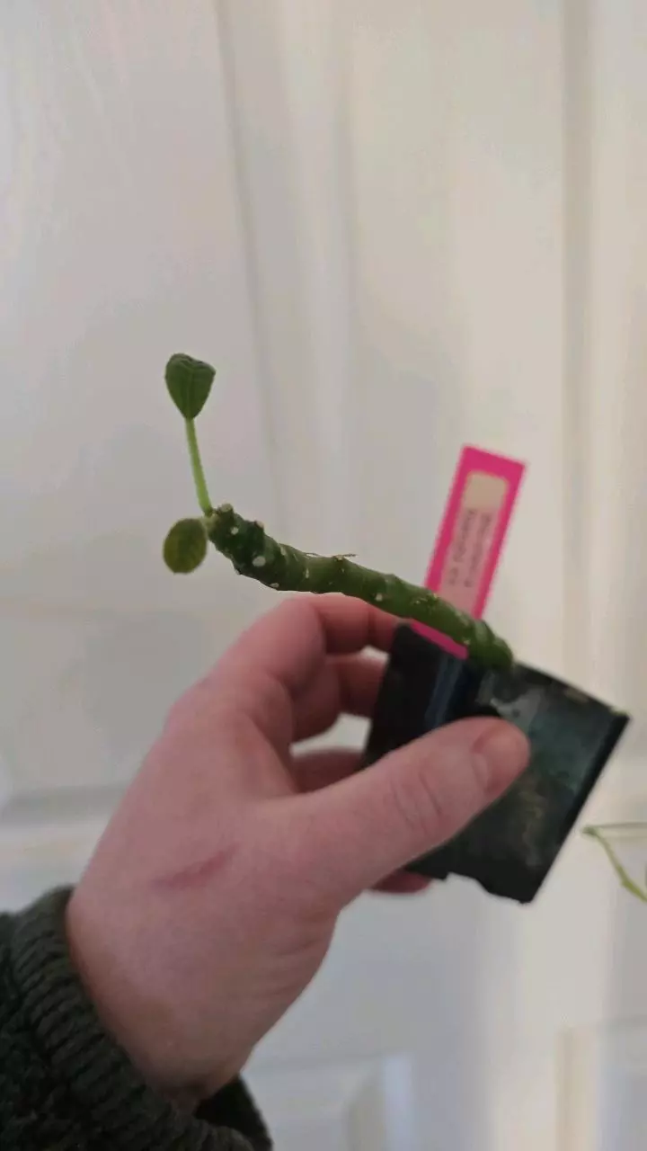 plant/Dorstenia Foetida-1