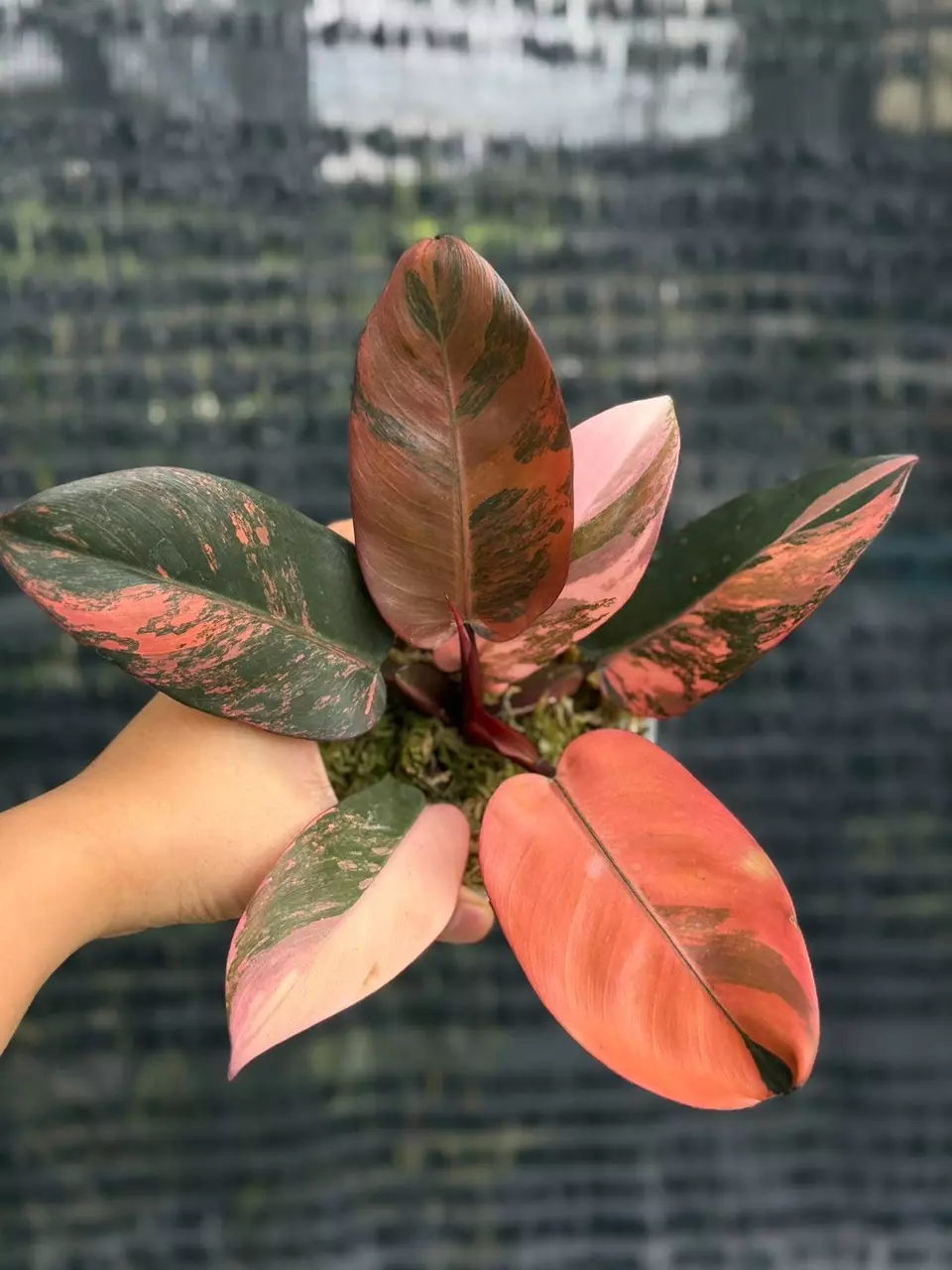 plant/Philodendron Black Cardinal No.1-3