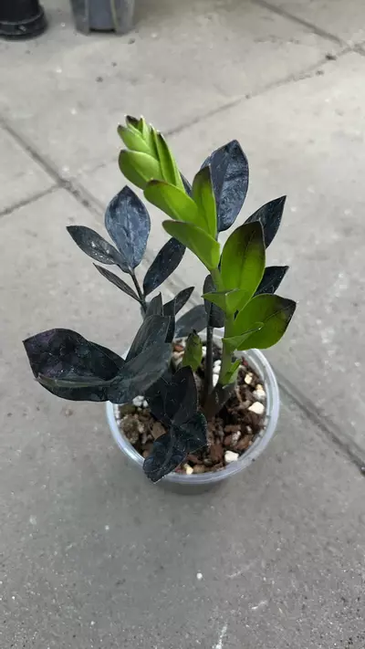 plant/Raven ZZ-0-thumbnail