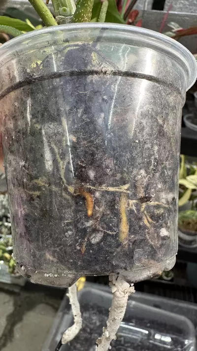 plant/Philodendron Fb x Squamiferum Mint Variegated-3-thumbnail