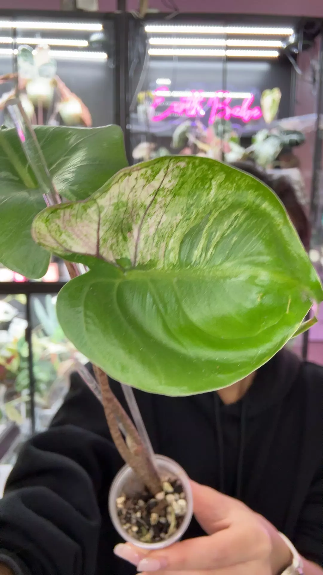 plant/stingray tri color corm-0