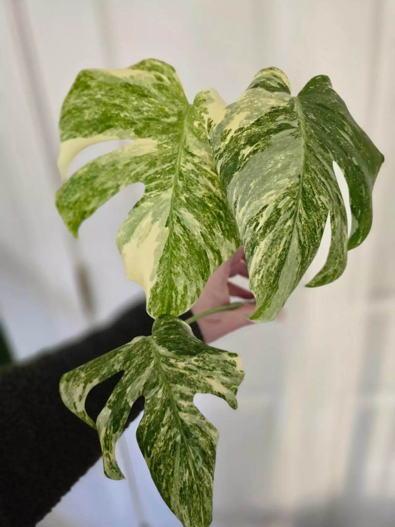 plant/Green Snow Monstera-1