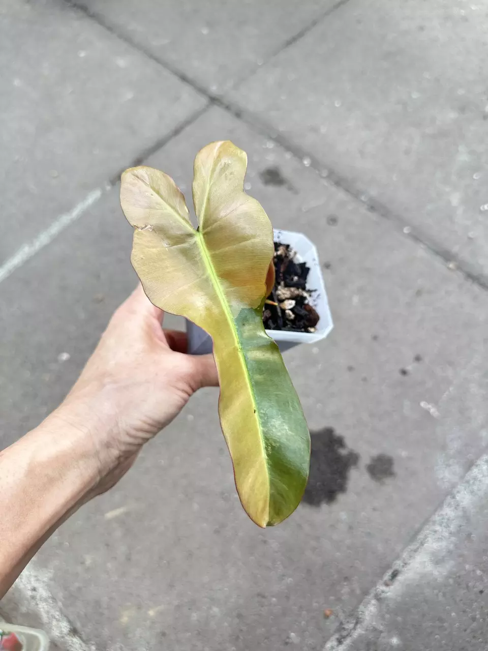 plant/Philodendron Brown Beauty Variegated-0