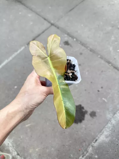 plant/Philodendron Brown Beauty Variegated-0-thumbnail