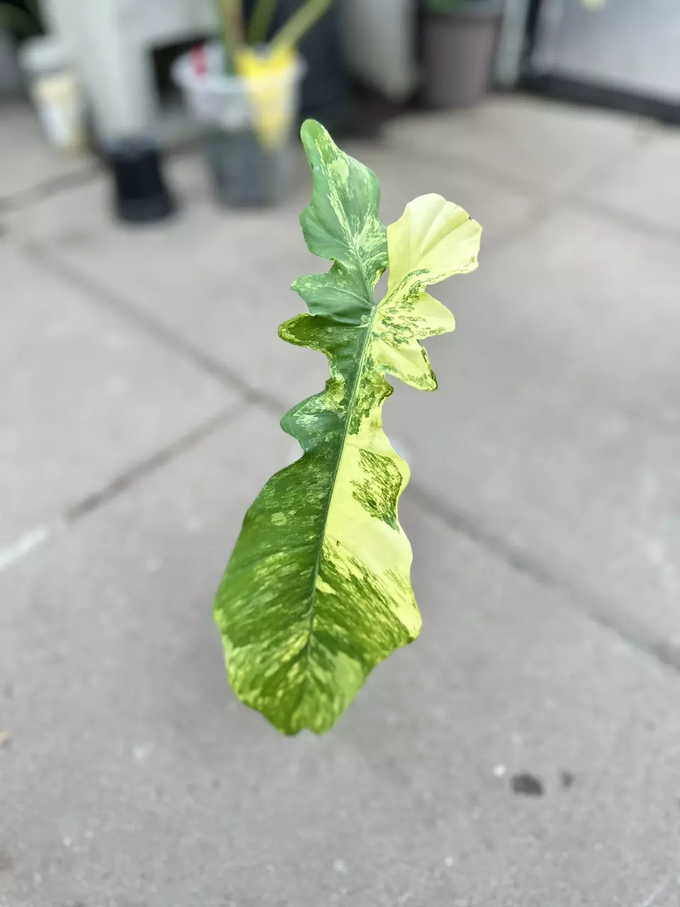 plant/Philodendron FB x Bobcee Variegated-0