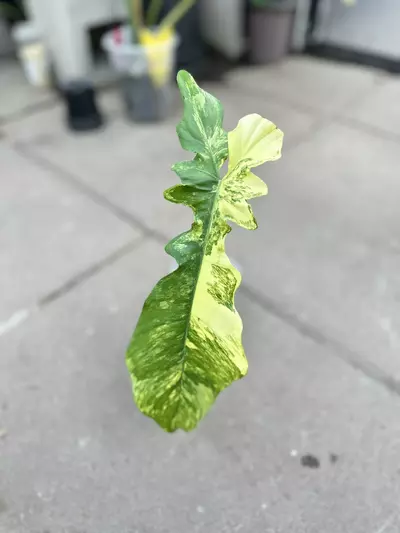 plant/Philodendron FB x Bobcee Variegated-0-thumbnail