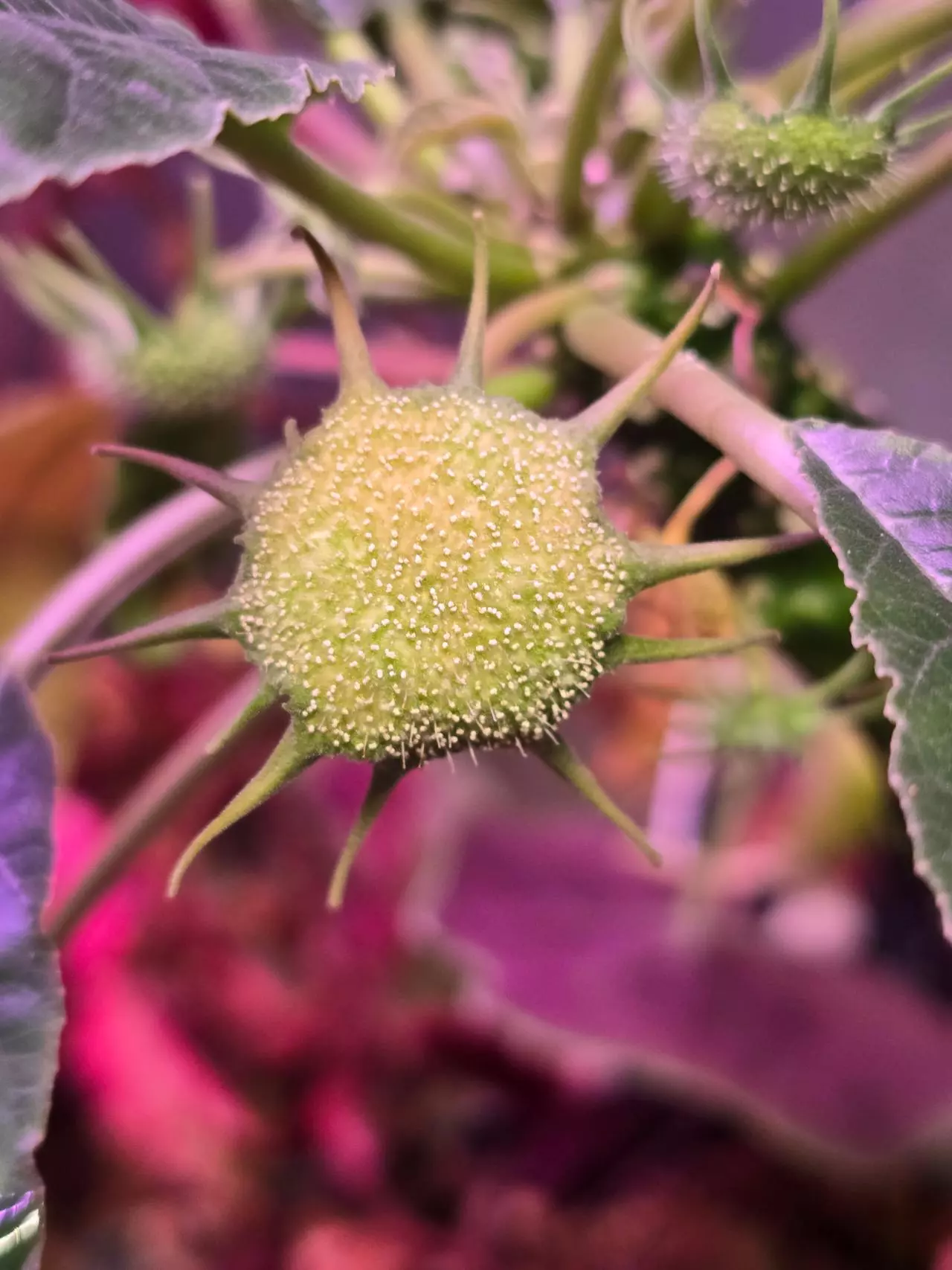 plant/Dorstenia Foetida-0