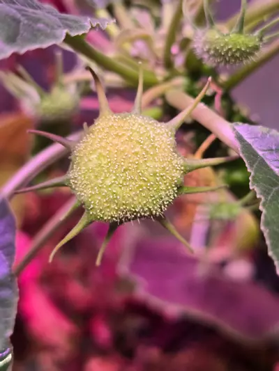 plant/Dorstenia Foetida-0-thumbnail