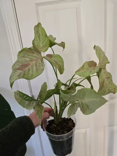 plant/Milk Confetti Syngonium-1-thumbnail