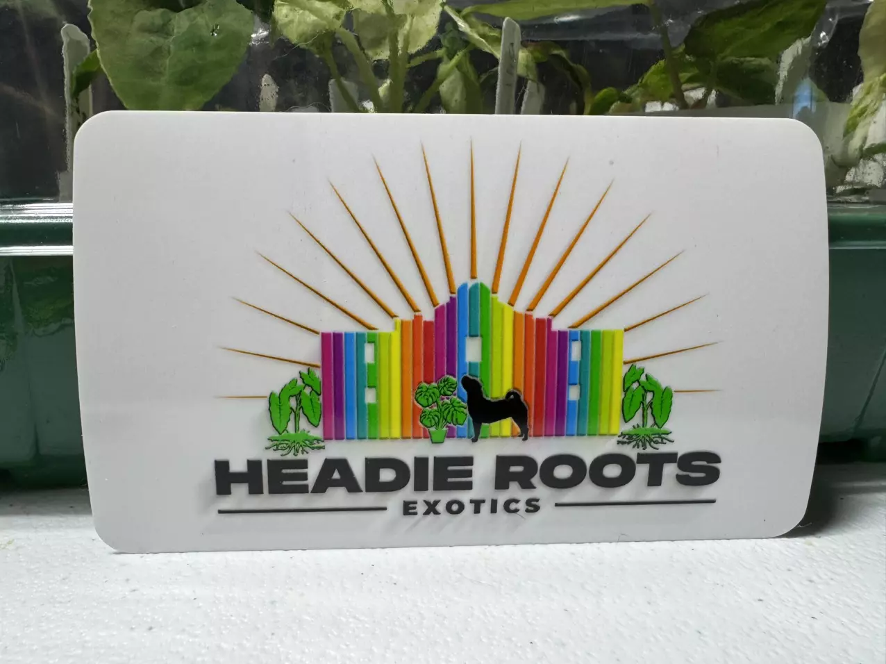 plant/headie roots exotics-0