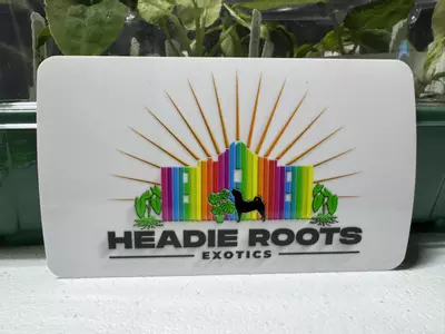 plant/headie roots exotics-0-thumbnail