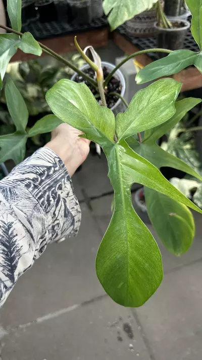 plant/Philodendron Fb x Squamiferum Mint Variegated-1-thumbnail