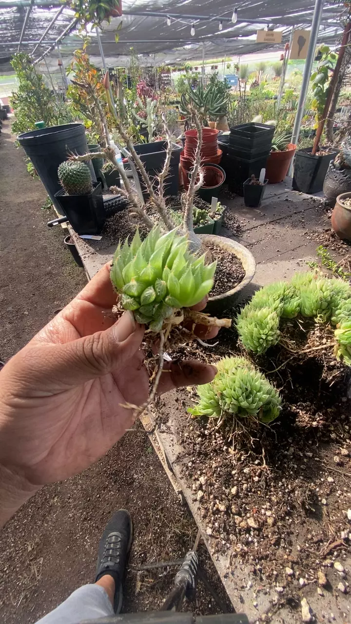 plant/hawhortia herbacea-0