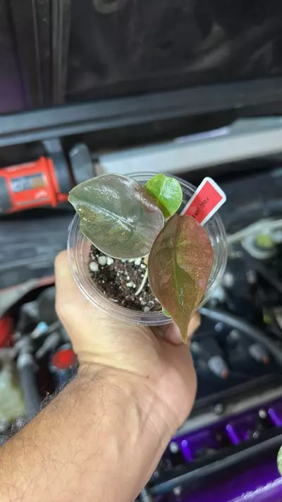 plant/Alo cuprea pink mint 0015-0-thumbnail