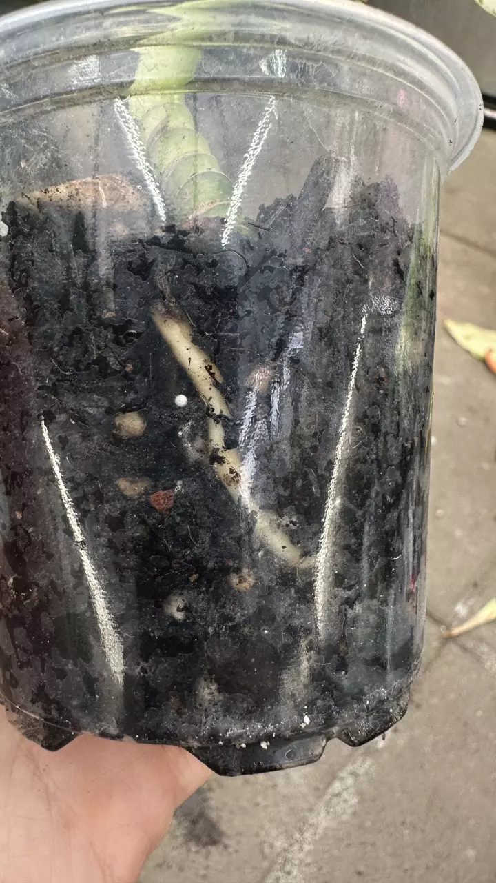 plant/Rhaphidophora Mini-flora Albo-1