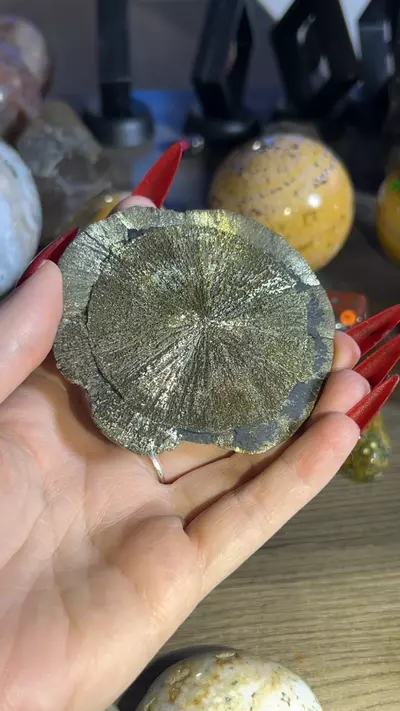 plant/Pyrite Sun-0-thumbnail