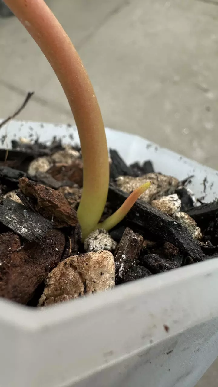 plant/Philodendron Brown Beauty Variegated-1