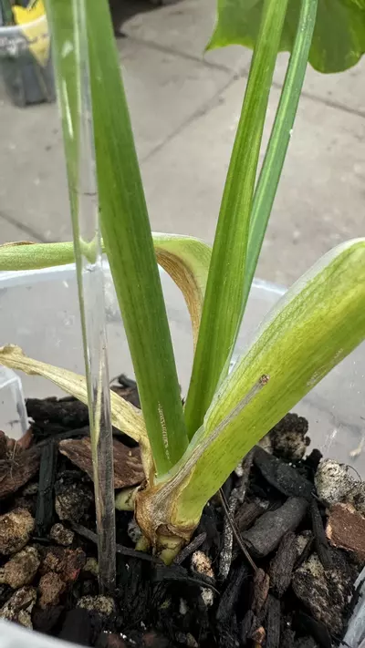 plant/Philodendron Angela Variegated-1-thumbnail