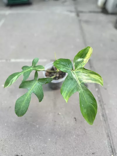 plant/Philodendron Fb x Squamiferum Aurea Variegated-0-thumbnail