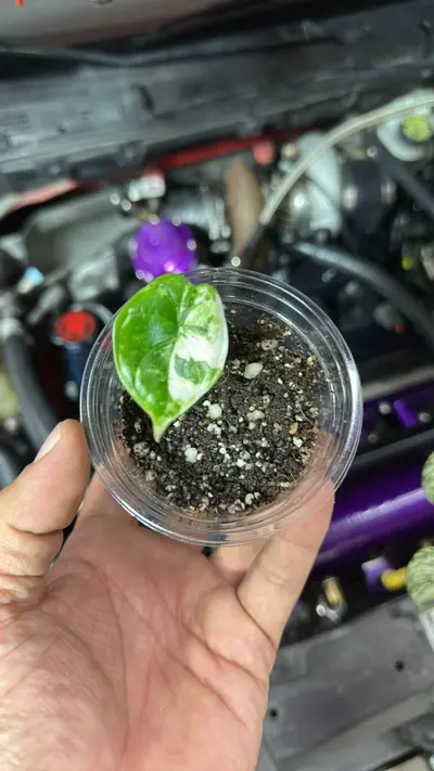 plant/Alo dragon scale albo-0-thumbnail