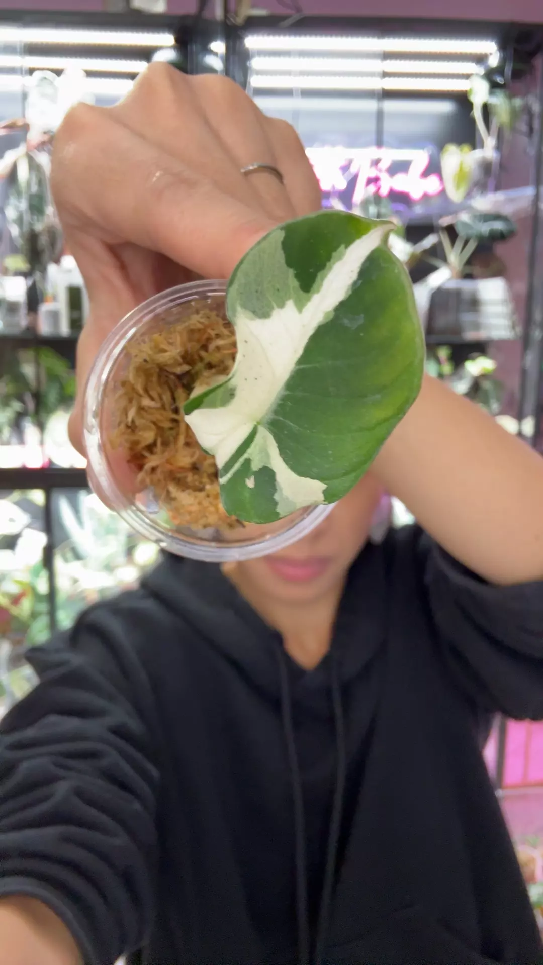 plant/#0637 pbv dalmation-0