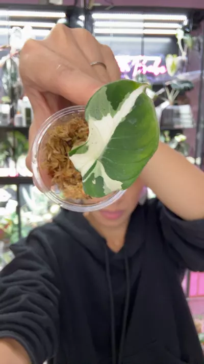 plant/#0637 pbv dalmation-0-thumbnail