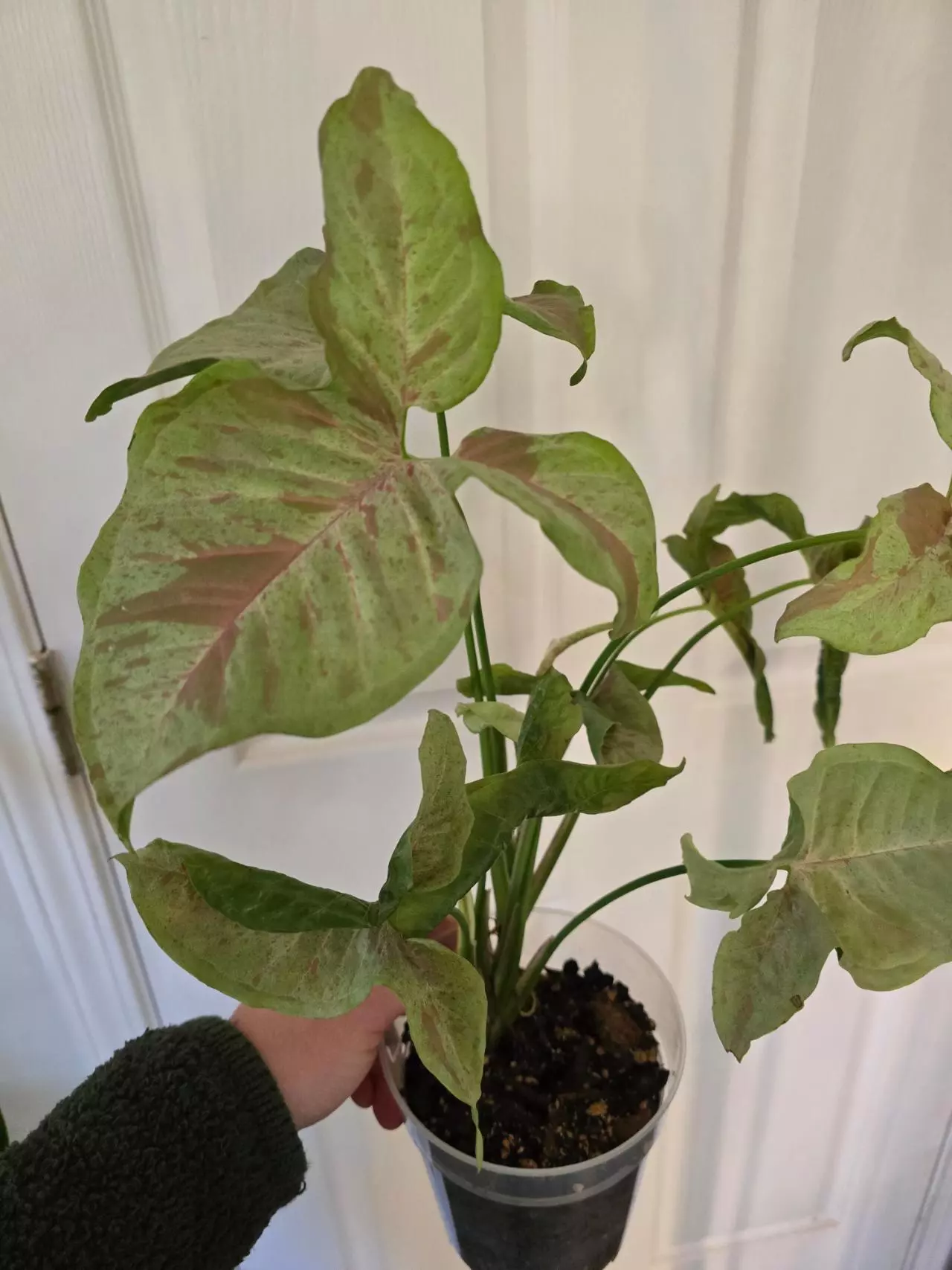 plant/Milk Confetti Syngonium-0