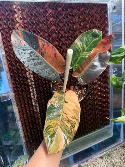 plant/Philodendron Black Cardinal No.1-2-thumbnail