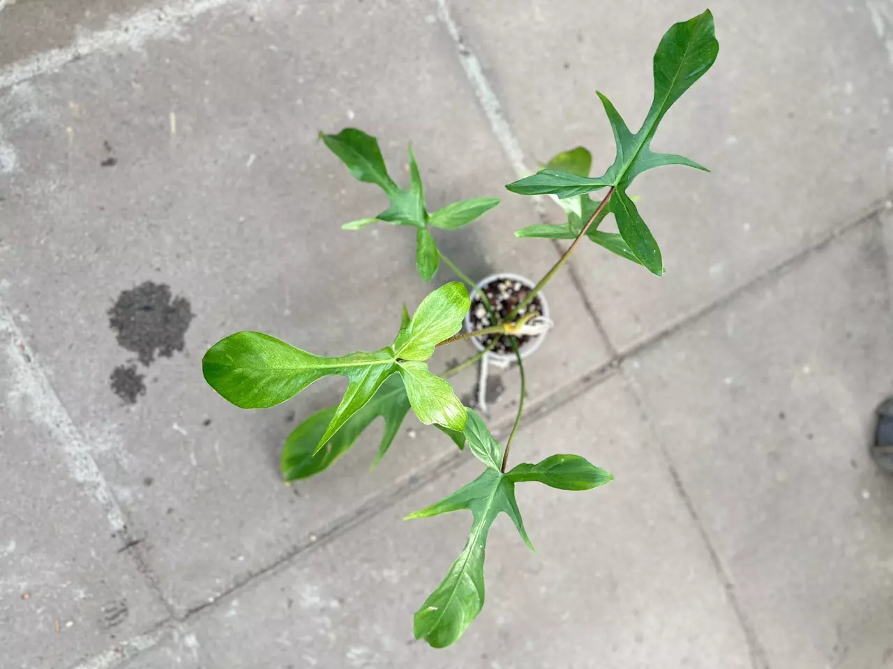 plant/Philodendron Fb x Squamiferum Mint Variegated-0